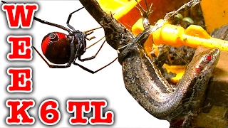 Redback Spider Killing Skink Week 6 Timelapse Educational Video [upl. by Nahraf]