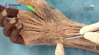 The flexor retinaculum of Hand  Gross anatomy  Attachments and Relations [upl. by Nanci]