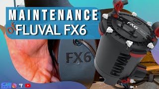 MAINTENANCE OF FLUVAL FX6  and 1 MONTH WITH THE PRE FILTER [upl. by Marius]