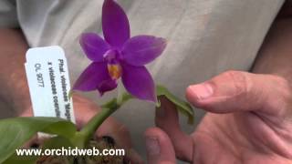 OrchidWeb  Phal violacea [upl. by Akihsal]