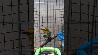 unboxing burung pleci montanus pleci plecimataputieh kicaumania [upl. by Haneen]