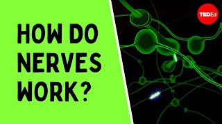 How do nerves work  Elliot Krane [upl. by Asihtal]