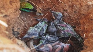 Bumble Bee Feeding baby birds in nest  Asian bee eater [upl. by Niliac924]