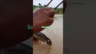 Amazing fishman 🥰 fishing amazinghookfishing fish besthookfishing fishingtips [upl. by Maryl]