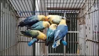 Parblue Opaline beautiful lovebirds [upl. by Raddy]