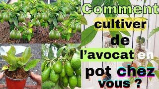 Comment planter un AVOCAT 🥑 et obtenir ses premiers fruits [upl. by Agle]