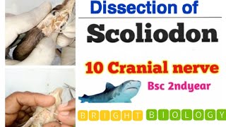 dissection of scoliodondissection of scoliodon cranial nervesAffrent amp Efferent branchial artery [upl. by Ewell]