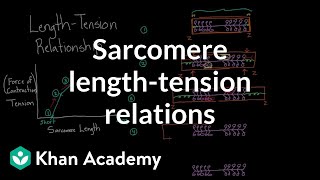 Sarcomere lengthtension relationship  Circulatory system physiology  NCLEXRN  Khan Academy [upl. by Dirrej]