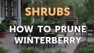 How to Prune Winterberry [upl. by Bathsheb]