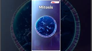 Mitosis Key Method of Eukaryotic Cell Reproduction neet2025 neet biology celldivision shorts [upl. by Januarius]