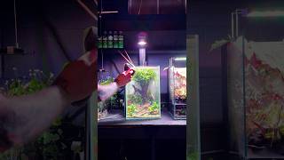 This Aquascape has flourished aquarium fishtank plantedtank fypシ゚viral [upl. by Aelat193]