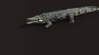 Crocodile Animation Test  Animation By  TKKZ [upl. by Asilana]