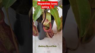 Feeding my Nepenthes an Earthworm amp Caterpillar🐛 nepenthesplant pitcherplants carnivorousplants [upl. by Ycam]