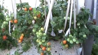 Container Gardening Tomato Wicking Beds [upl. by Castillo585]