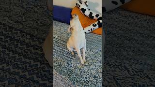 howling Chihuahua Jackie Chan chihuahua rescuedog howlingdogs relaxingasmr [upl. by Grearson]