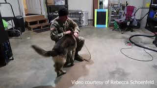 Retired military dog reunited with handler after five years [upl. by Ahtar]