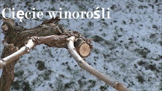 Ostre cięcie Winorośli w celu uzyskania wysokiej jakości owoców  how to cut vine [upl. by Barton]