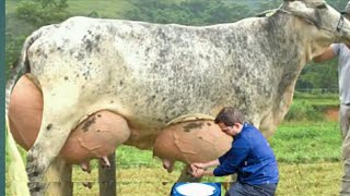 Girlando Cow Farming in Pakistan and India  Girlando Cow Documentary  Highly Milking cow in World [upl. by Nerual463]