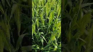 Triticum aestivum Wheat crop  Rabi crop Winter crop [upl. by Gabriello253]