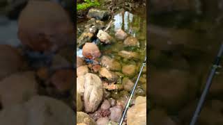 Trout fishing mountain stream [upl. by Ynattirb]