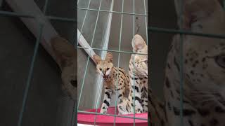 Семья Сервалов 🐅♥️ каракал cat caracal caracat сервал cute caracat serval kitten [upl. by Varuag]