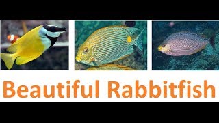 Six Beautiful Rabbitfish For Saltwater Aquarium [upl. by Ainos]