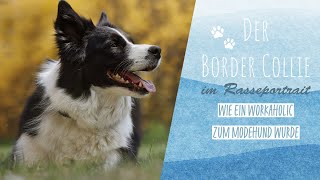 Der Border Collie im Rasseportrait  Intelligent arbeitsfreudig und oft unterschätzt [upl. by Nnylyahs]