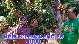 BERKUNJUNG KE KEBUN LENGKENG BU JUJU DI MUNTOK BANGKA BARAT [upl. by Emina657]