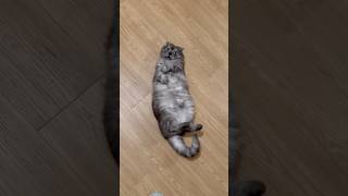 Cat Vlog  Just Chill 😌 [upl. by Anyek]