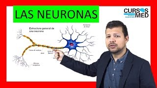 CLASIFICACIÓN DE LAS NEURONAS explicado FÁCIL ✅ [upl. by Annola662]