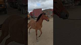 Animal a venda na feira de cavalo 🐎 em Cachoeirinha PE [upl. by Namielus147]