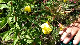 LOnagre bisannuelle Oenothera biennis L Plante facile et toujours en fleurs sur sol sec [upl. by Ecirtaed]