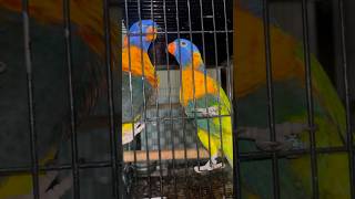 Lory parrot diet and all about information birds birdsounds parrot talkingparrot trending [upl. by Neesay]