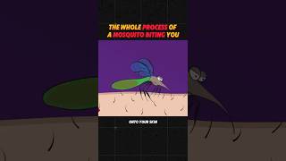 The whole process of a mosquito biting you youtubeshorts shorts knowledge mosquito biting [upl. by Yspyg]