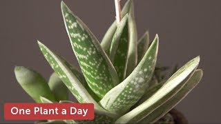 x Gasteraloe sp Green Ice Houseplant Care – 363 of 365 [upl. by Attaymik]