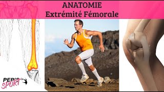 ANATOMIE  EXTRÉMITÉ FÉMORALE [upl. by Neerehs]