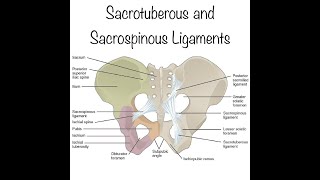 The sacrotuberous ligament and sacrospinous ligament Origin and insertion and functions [upl. by Aggappera92]