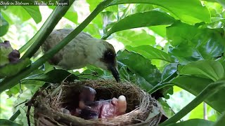 Parent Birds Feed Their Baby Birds Early in the Morning [upl. by Eedolem175]