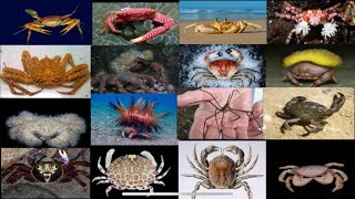 35 crabs types with Picture1 [upl. by Akiehs]