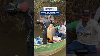 Pescador fisga Pacu de 12 quilos no Rio Aquidauana [upl. by Jacobah]