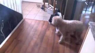 Goldendoodle plays with sheepadoodle [upl. by Allenad]