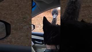 Ostrich attack shortsfeed shortvideo shorts trending tamilshorts kozuthakutty ostrich [upl. by Adnoryt]