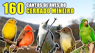 01 160 Cantos de aves no cerrado mineiro [upl. by Akenal13]