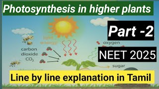 Photosynthesis in higher plants NCERT line by line explanation in Tamil [upl. by Etan]