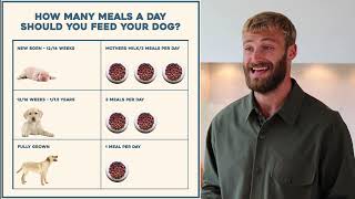 How many meals should I feed my puppy or dog per day  Dog Nutrition Lessons  Ep 18 [upl. by Gay]