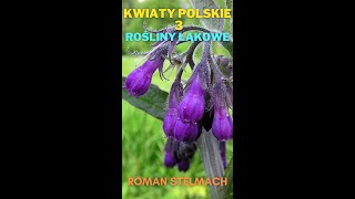 Kwiaty Polskie 3 rośliny łąkowe [upl. by Siblee]