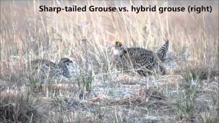 Greater PrairieChicken X Sharptailed Grouse hybrid [upl. by Newkirk199]