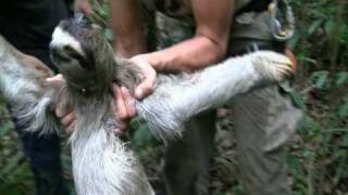 Sloth Catching in Panama [upl. by Torto]