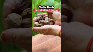 Ep86 of Vedic Recipes Navratri Special Day1 Navratri Special Ayurvedic Herb shorts [upl. by Isador]