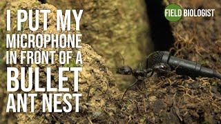 I put my microphone in a bullet ant nest [upl. by Hopkins]